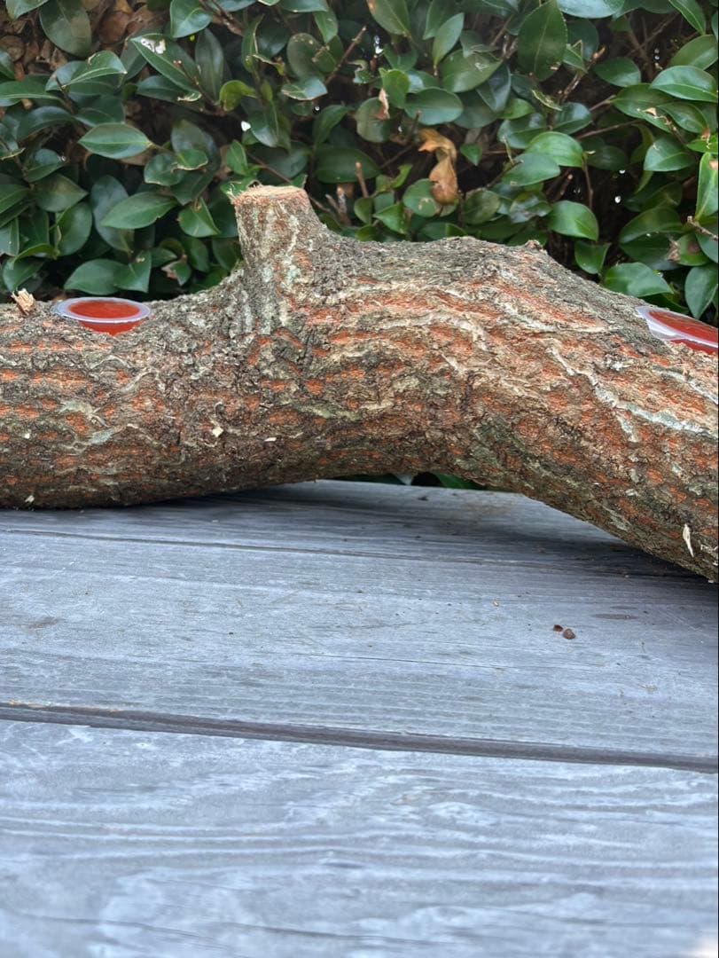 超巨大クヌギ登り木90センチ級　エサ皿　カブトムシ　クワガタ