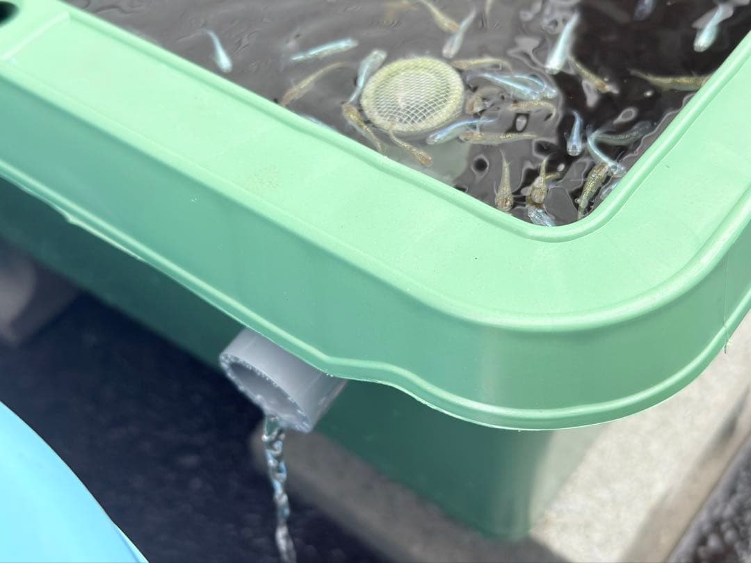 メダカ飼育容器オーバーフロー加工済プラ舟80L 2個セット トロ舟 プランター