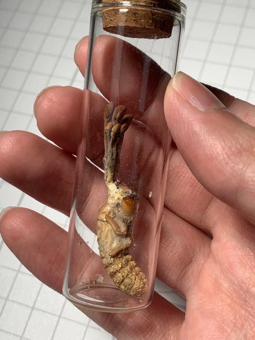 珍品！　冬虫夏草　セミ　昆虫標本　漢方　鉱物　隕石　呪物　根付　出土　人体標本