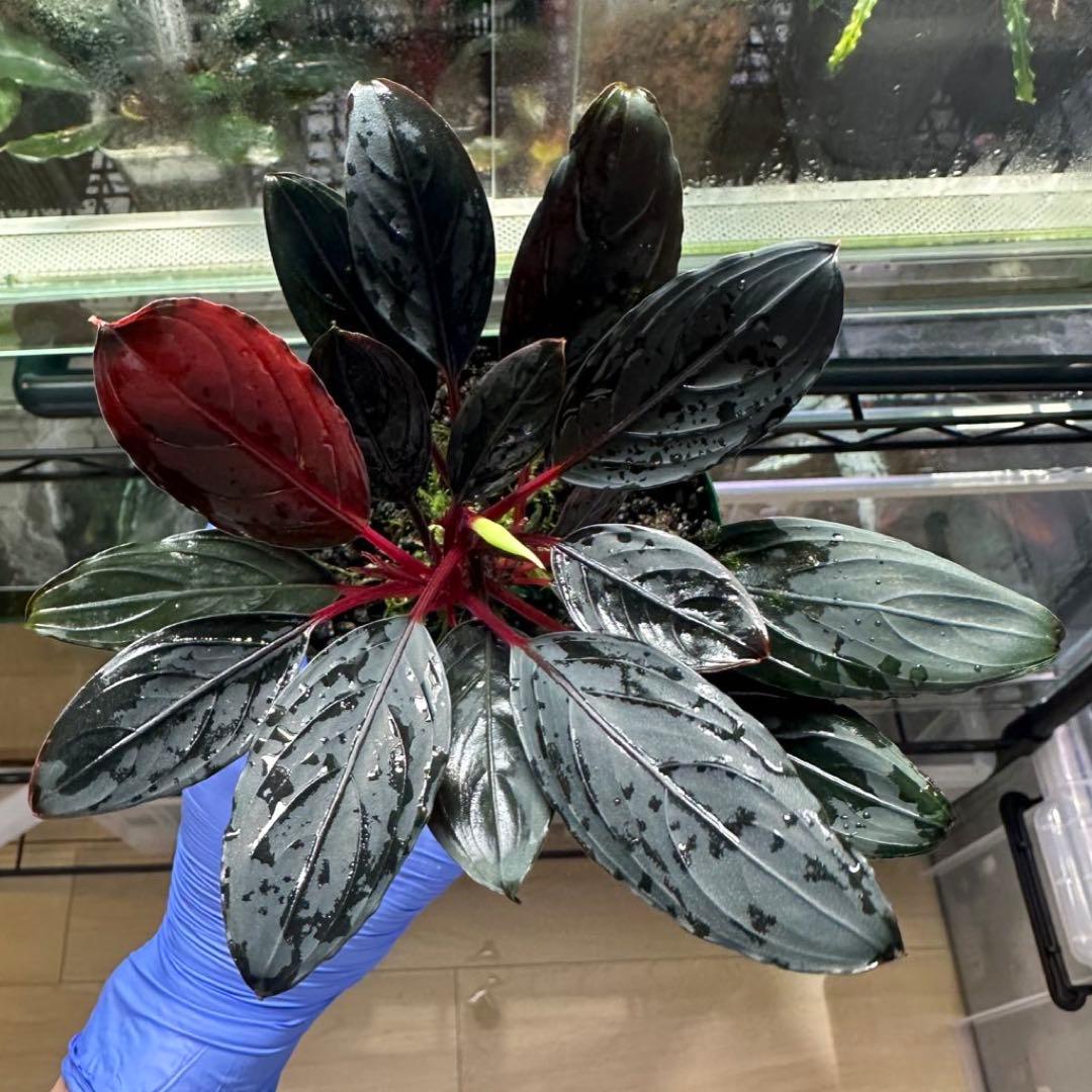 ブセファランドラsp キシィ