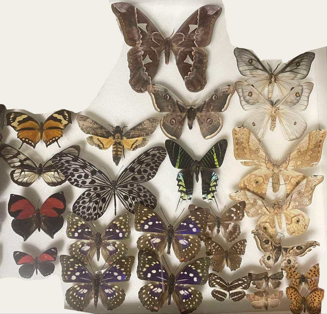 蝶 蛾 標本 ロスチャイルドヤママユ オオクジャクヤママユ 少年の日の思い出