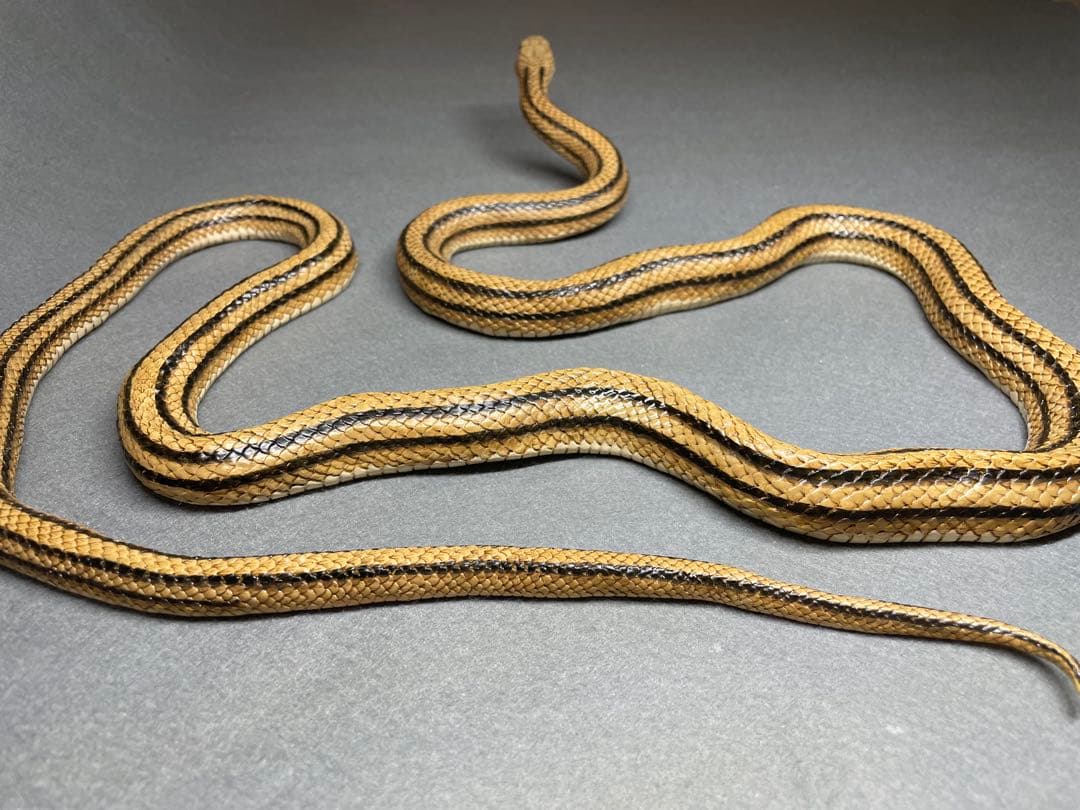 シマヘビ（レプリカ）