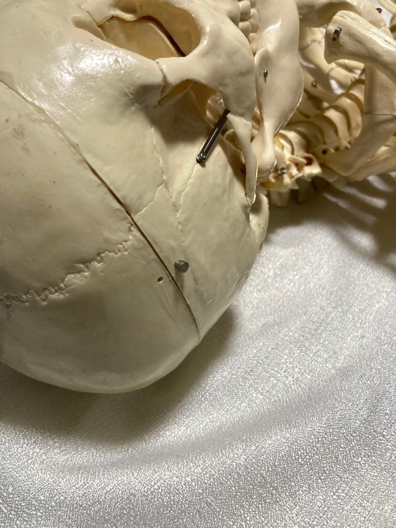 人体骨格模型 等身大