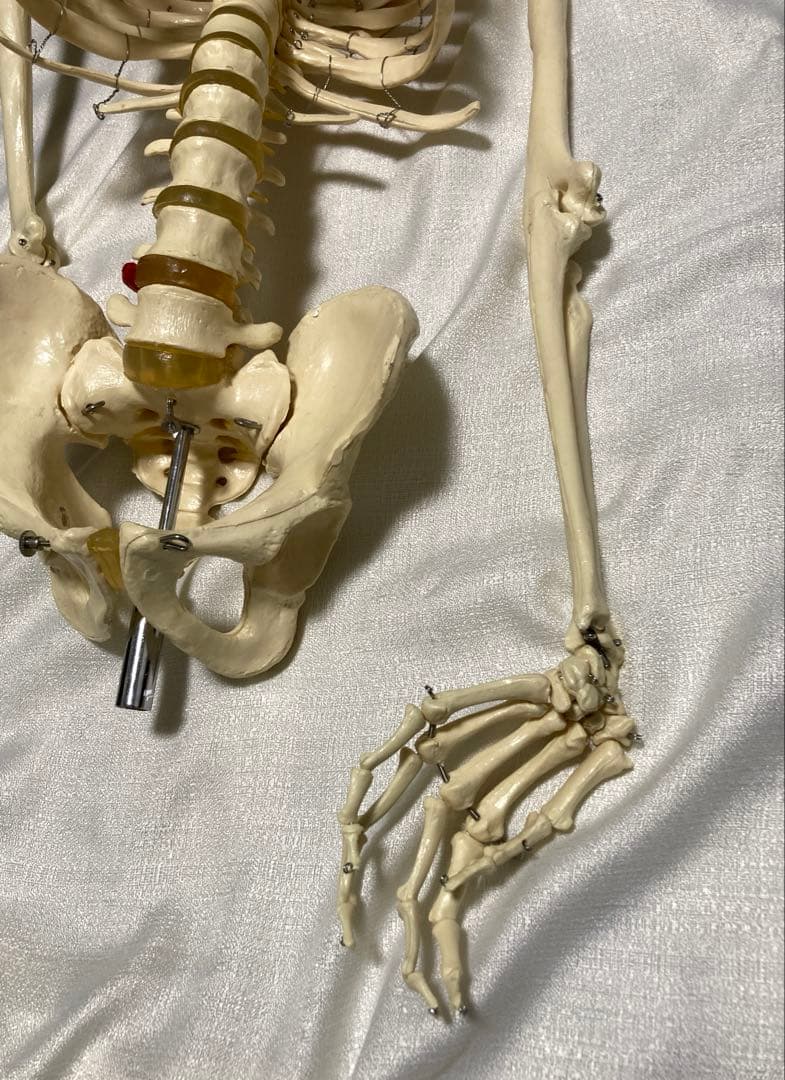 人体骨格模型 等身大