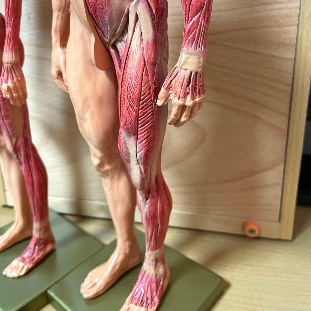 人体模型 超合金 男女セット
