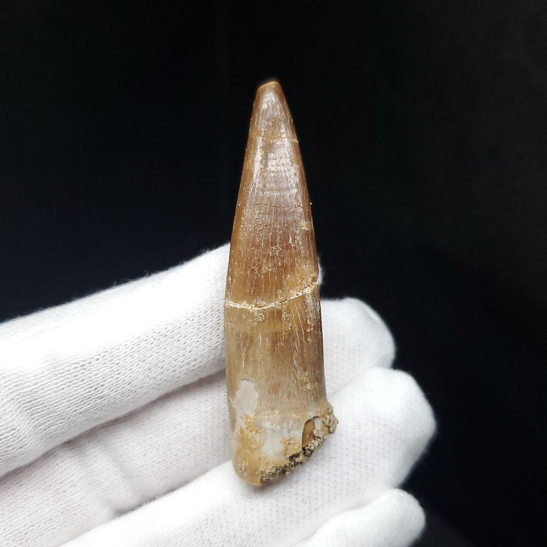 プレシオサウルス 化石 歯 本物 モロッコ産 50.5mm ケース付 pr108