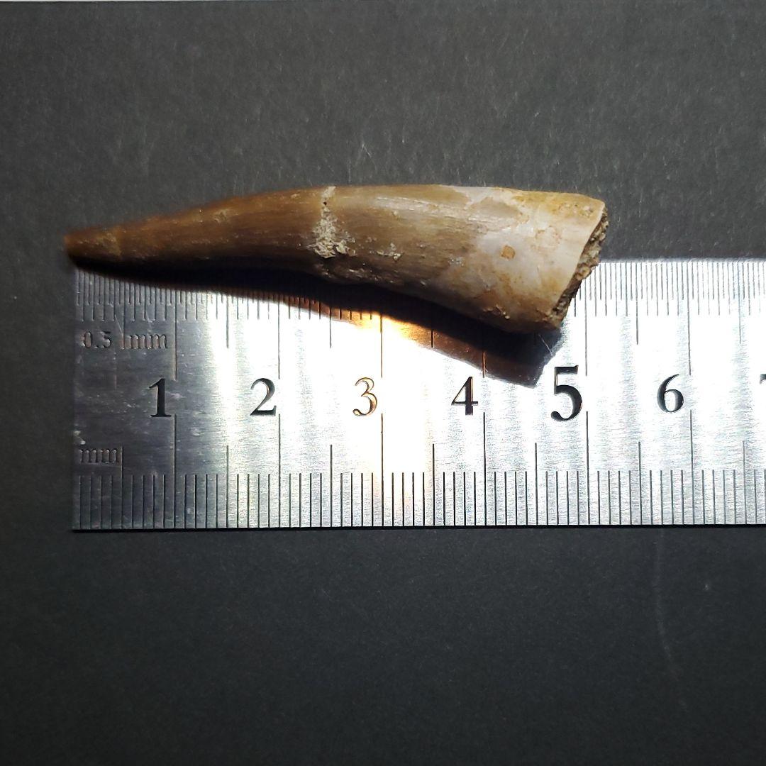 プレシオサウルス 化石 歯 本物 モロッコ産 50.5mm ケース付 pr108