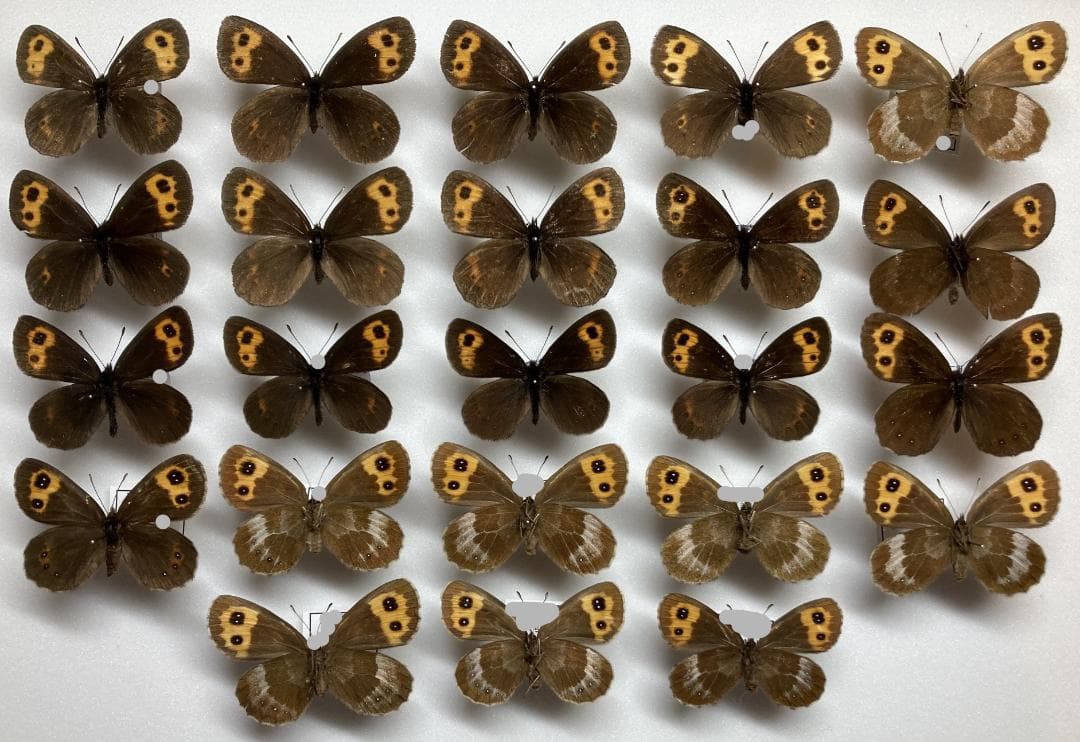 ベルサンタ　標本詰め合わせ