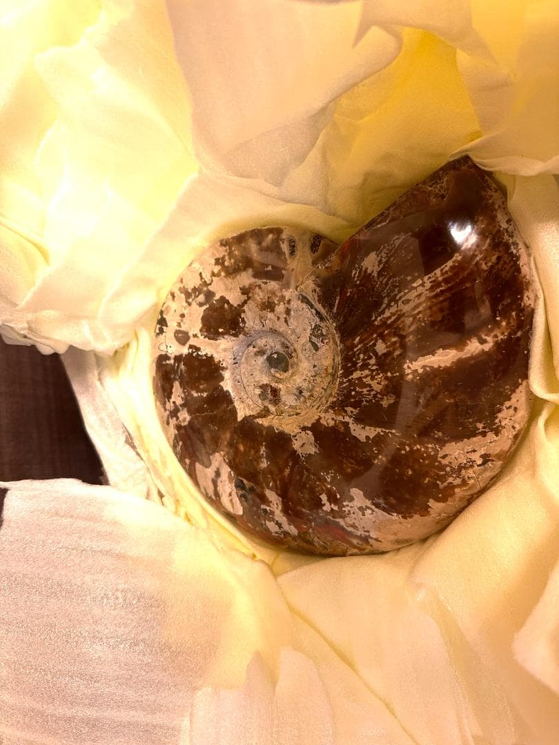 アンモライト化石　天然石　虹色　マダガスカル産　石標本　超大型