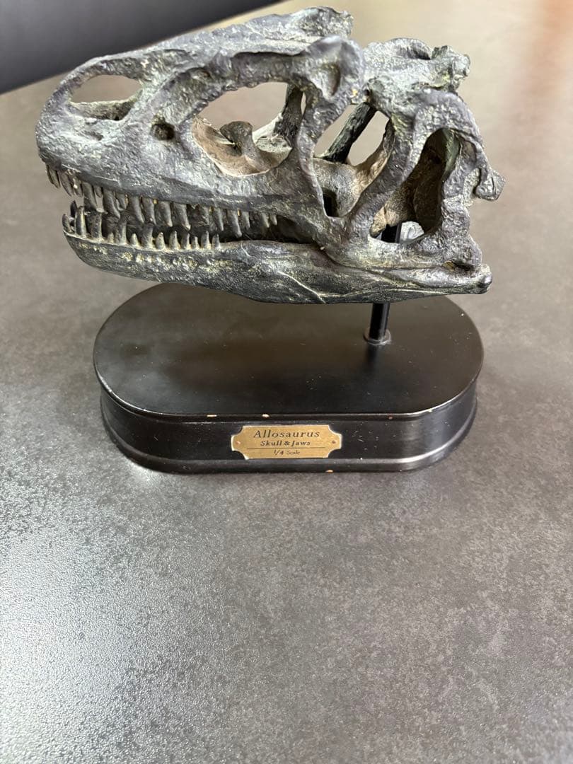 恐竜（アロサウルス）の頭部模型 黒色台座付き