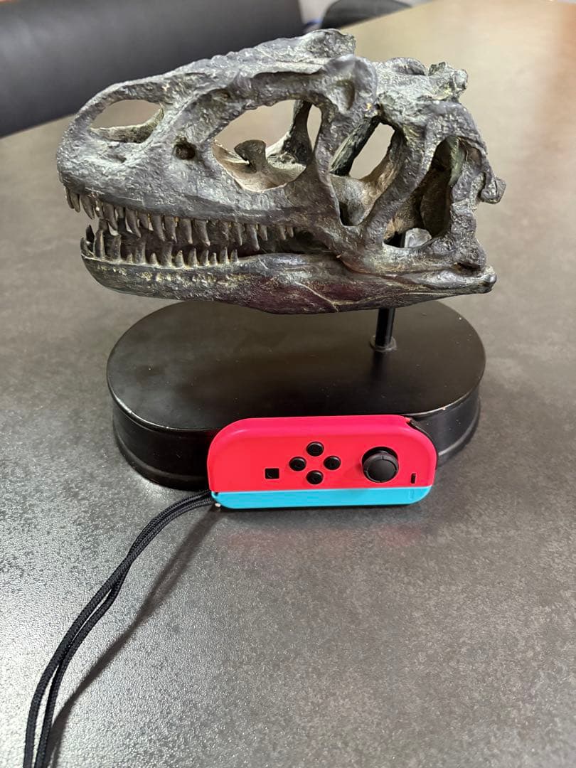 恐竜（アロサウルス）の頭部模型 黒色台座付き