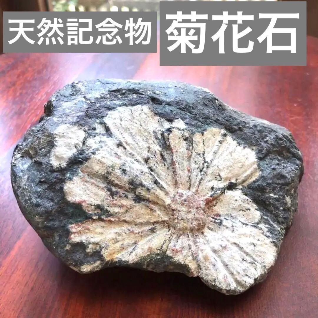 天然記念物【菊花石】古物　骨董