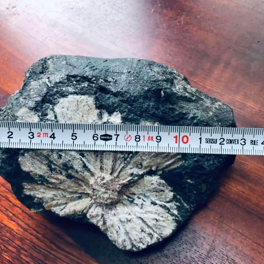 天然記念物【菊花石】古物　骨董