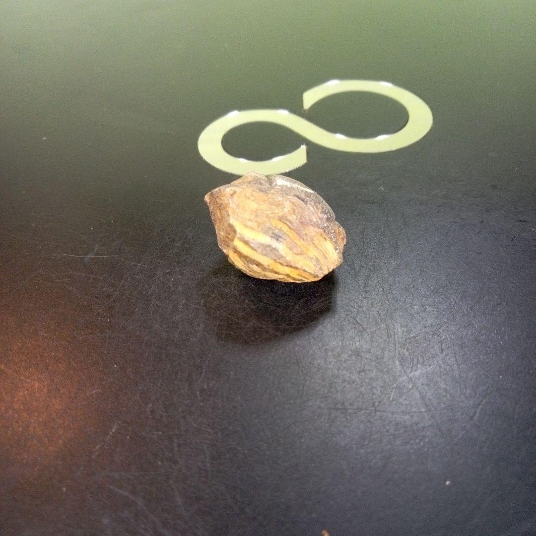 三葉虫　化石　fossil　ボリビア産　trilobite　Bolivia化石①