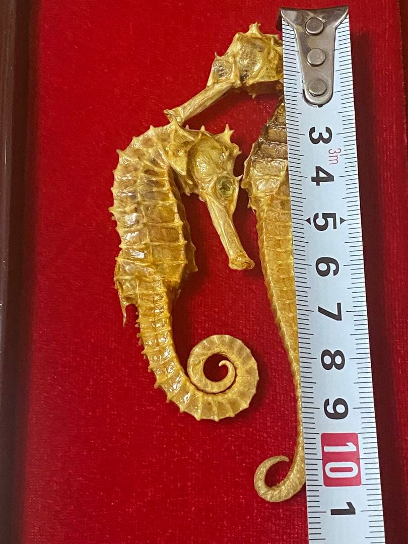 開運 縁起物 タツノオトシゴ 乾燥 標本　2セット