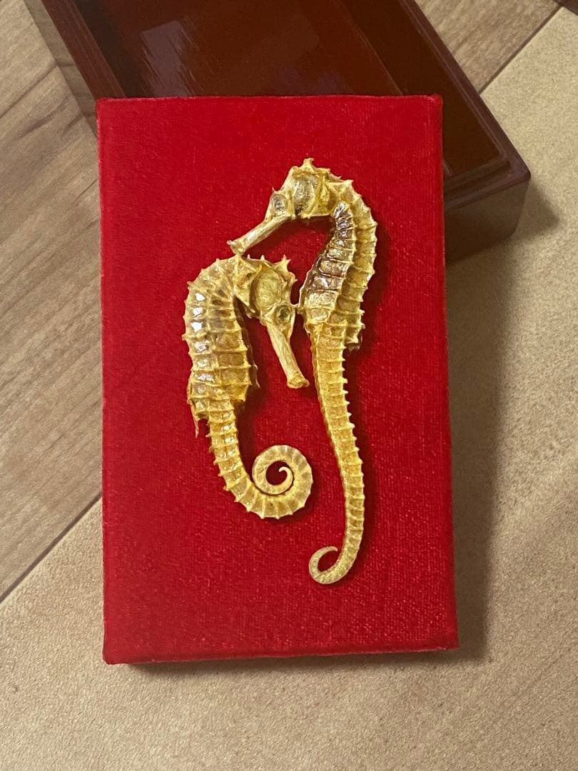 開運 縁起物 タツノオトシゴ 乾燥 標本　2セット