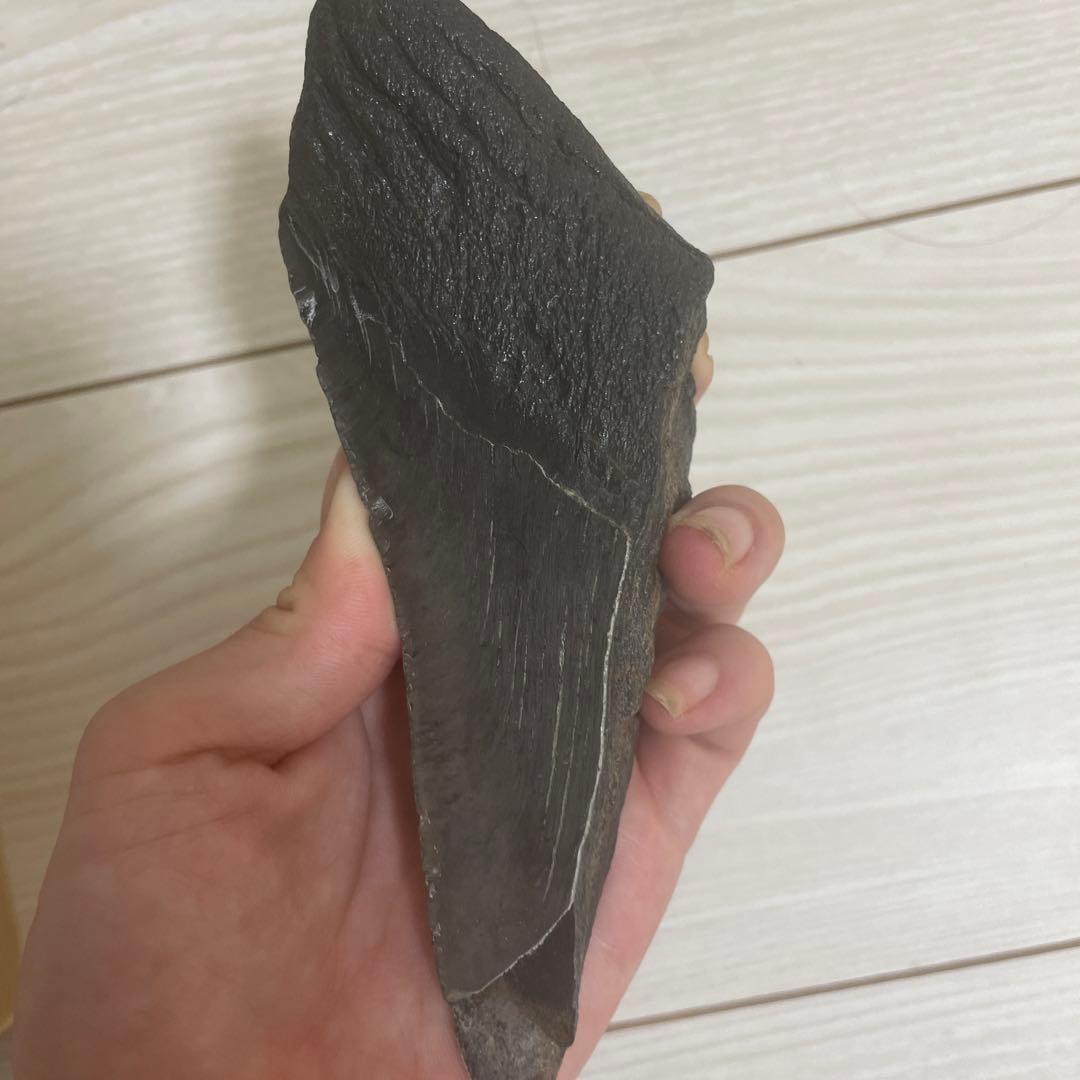 メガロドンの歯の化石