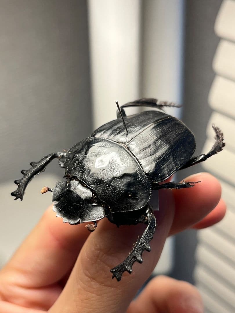 【属内2位】スネブトタマオシコガネ スカラベ糞虫フンチュウ昆虫標本