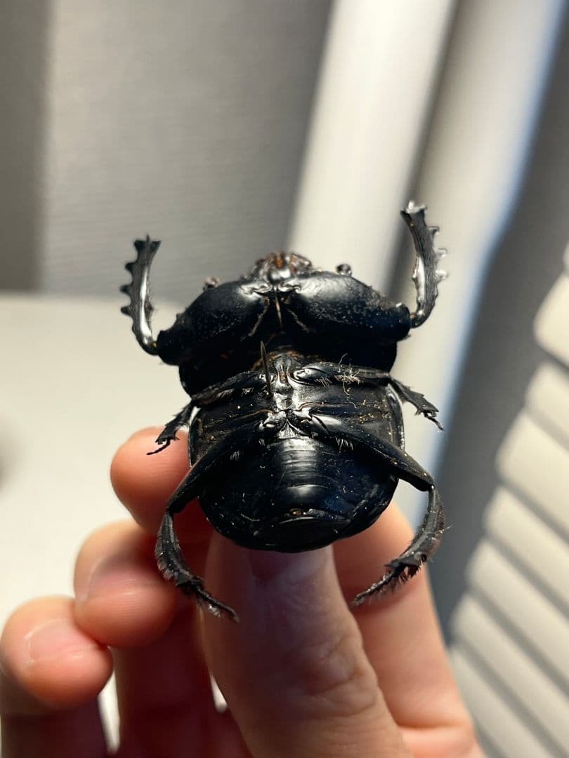 【属内2位】スネブトタマオシコガネ スカラベ糞虫フンチュウ昆虫標本