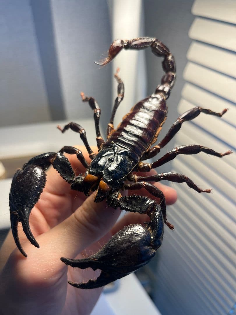 【巨大蠍標本】アジアンフォレストスコーピオン タランチュラ
