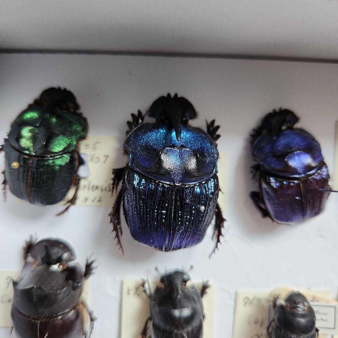 昆虫標本(ダイコク、オオダイコク)海外