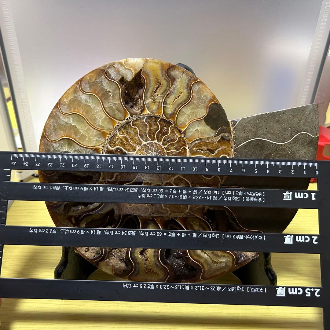 EXPO2025 タジキスタン パビリオン アンモナイト　大阪万博 万博