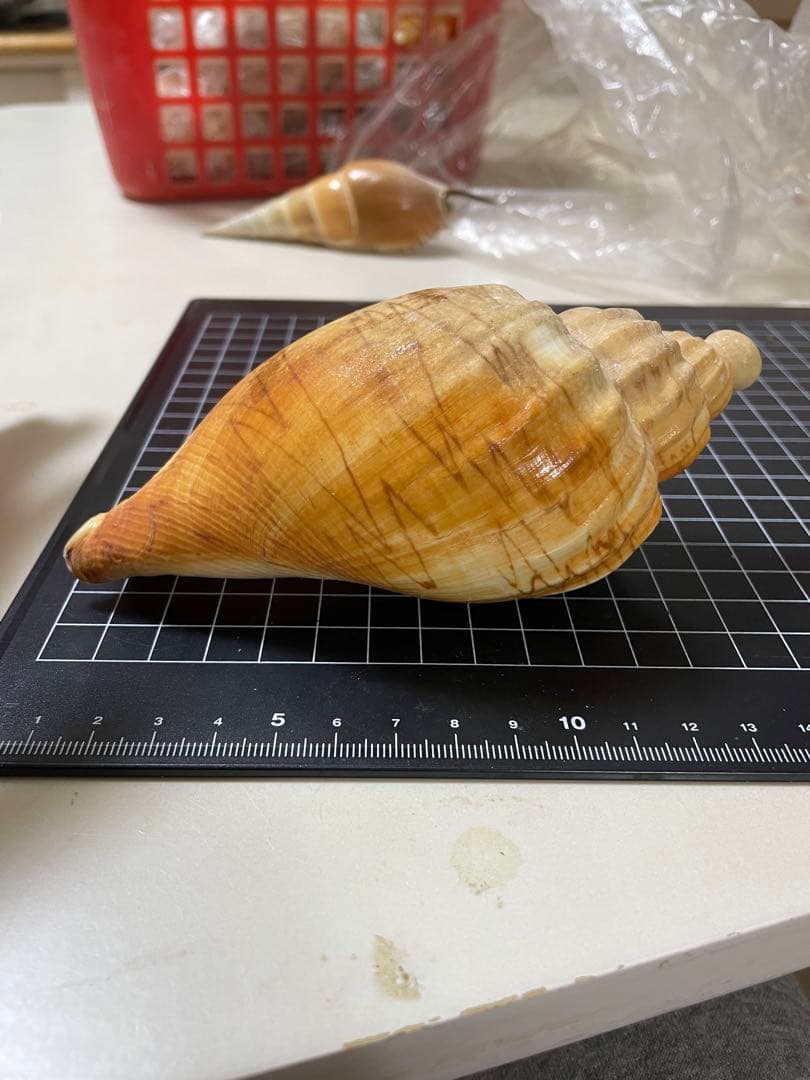 ダンシャクボラ　貝殻　標本