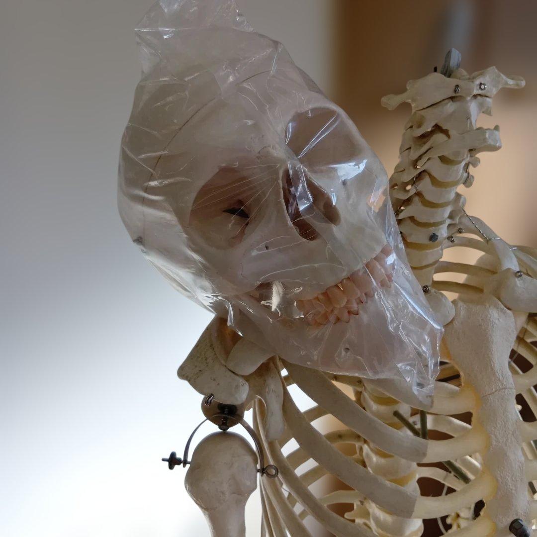 3B 骨格模型 ドイツ製 等身大 理学療法士 オステオパシー 整体 柔道整復師