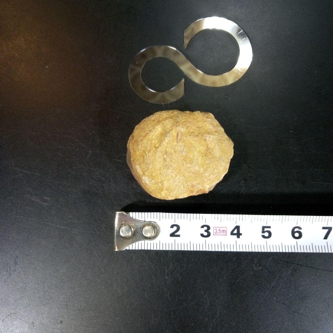 三葉虫　化石　fossil　ボリビア産　trilobite　海生動物識別⑤