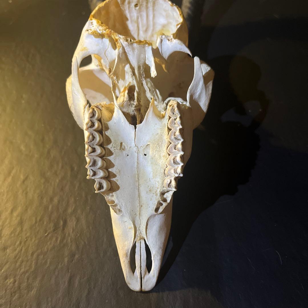 アンテロープ　頭骨 標本 インテリア装飾