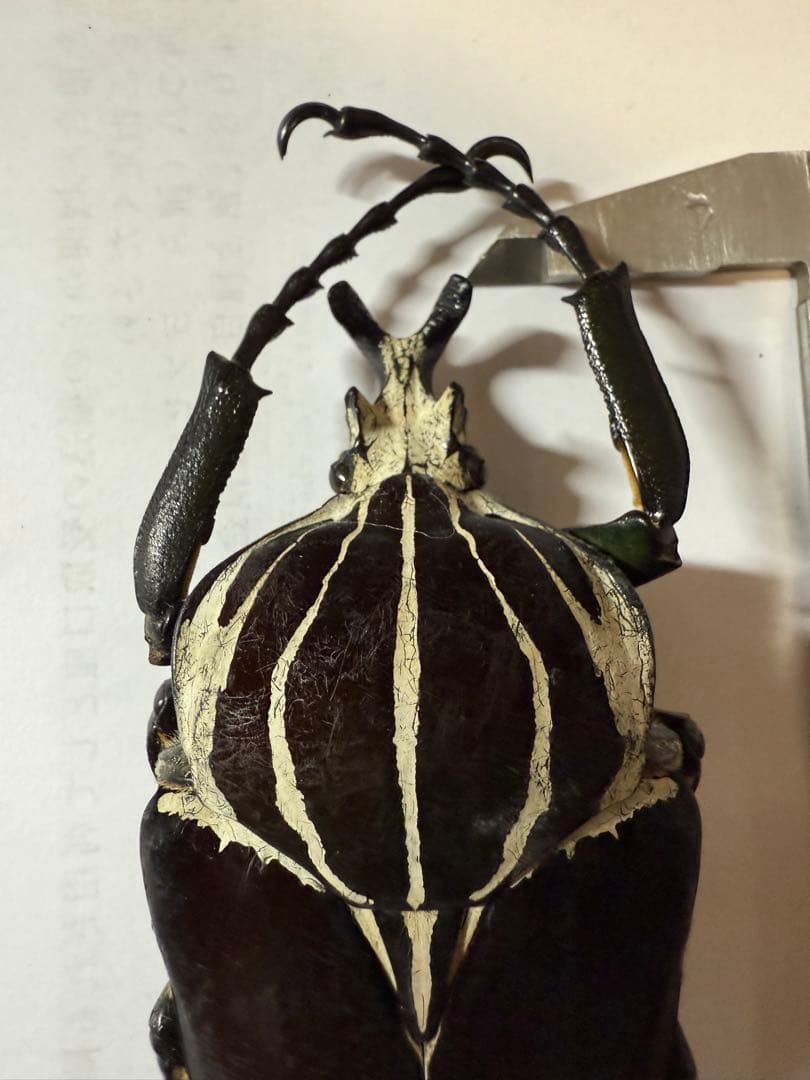 昆虫標本　カメルーン　ゴライアスオオツノハナムグリ　約100mm M1