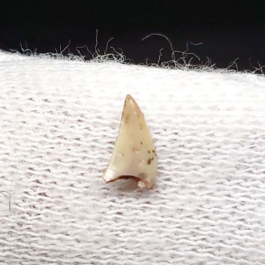 博物館級 ケラトサウルス 化石 歯 恐竜 ポルトガル産 5.36mm fr79