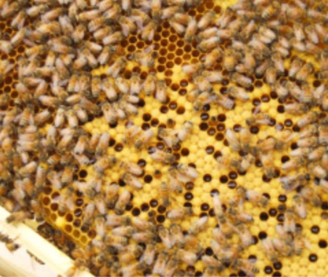 リピーター様限定販売