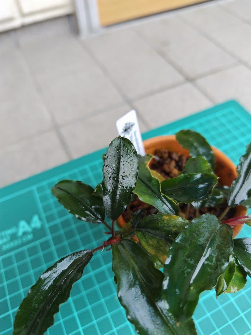 ブセファランドラ　リアルグレイ　‘’Landak‘’　水上葉