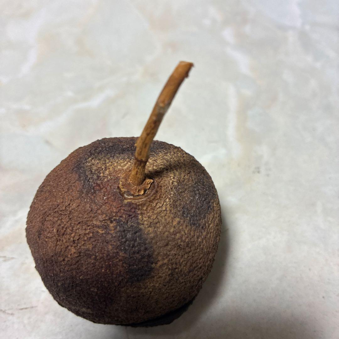 茶道具 果実型 黒漆塗り大徳寺めったに出ないレアなもの