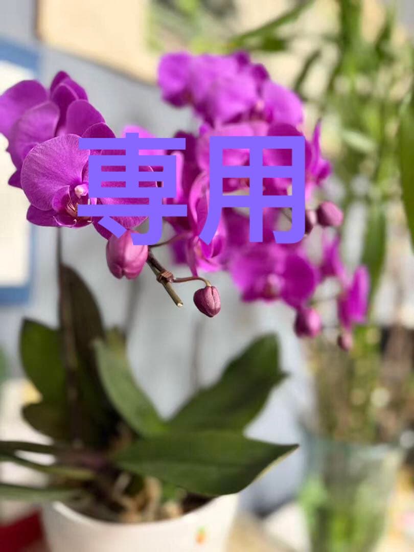 ゆゆゆAMIPARISハート刺繍100％ウールカーデーガンユニセックス白S