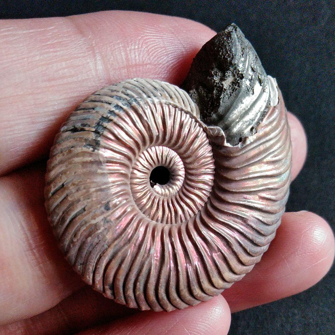 化石　骨格　標本　アンモナイト　美麗　40mm