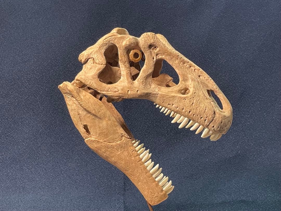 木彫　恐竜　アロサウルス頭骨模型　1/10スケール