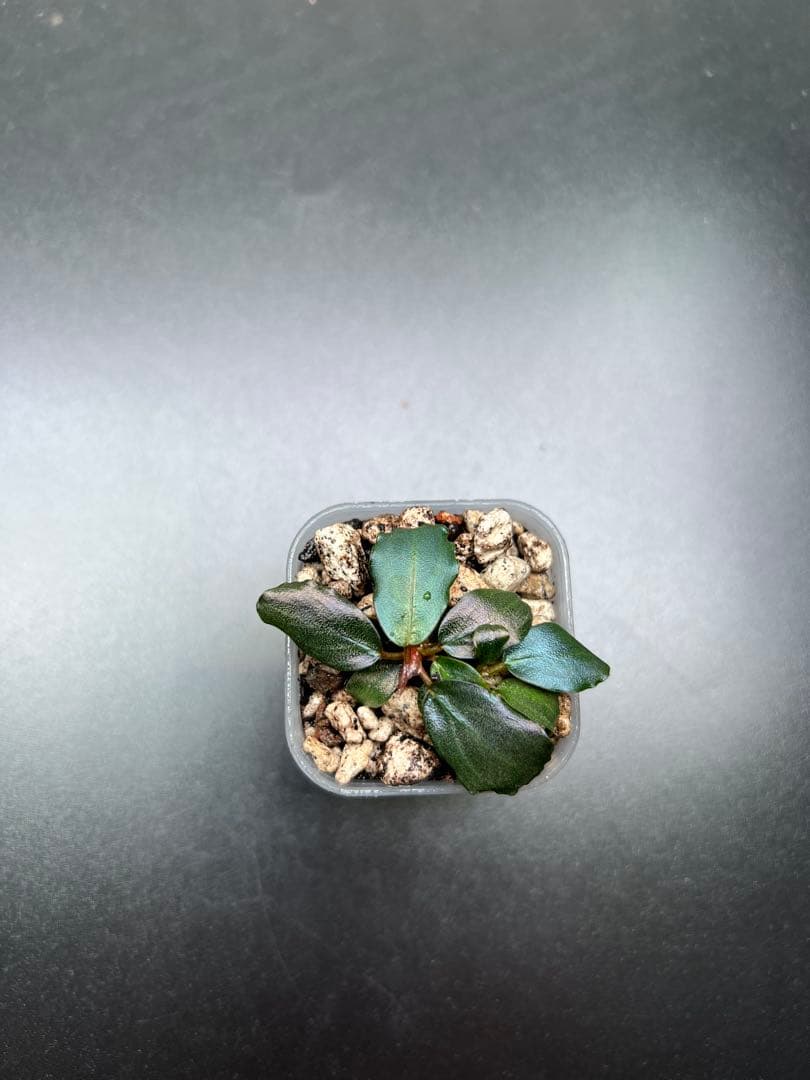 Bucephalandra sp. Mahakam 2株