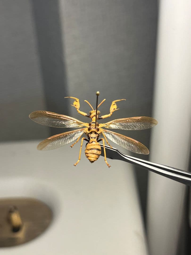 オオイクビカマキリモドキの標本 ハエ カゲロウ かげろう ヘビトンボ 蜻蛉