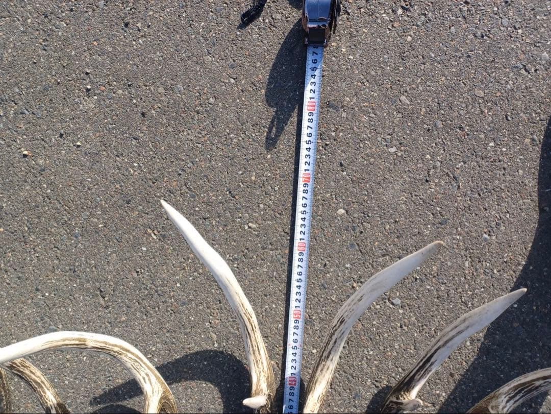 エゾシカの角 11対