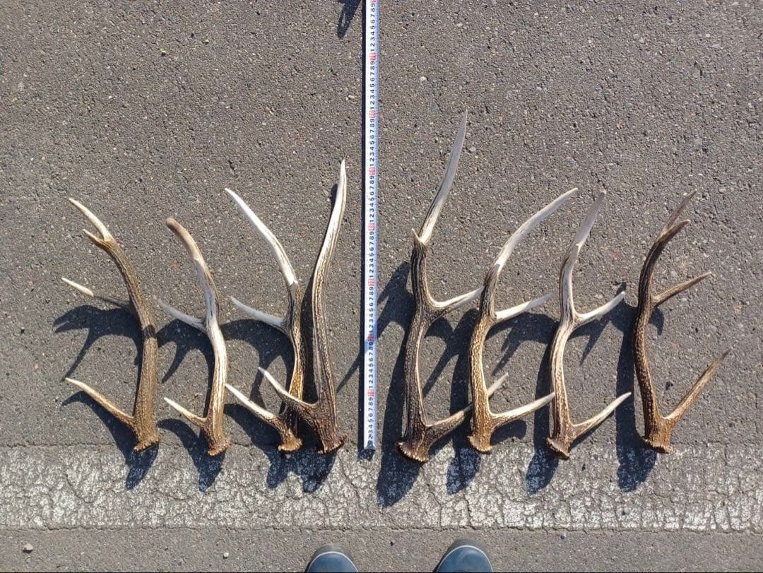 エゾシカの角 11対