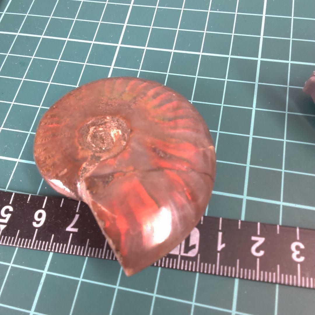 小物１ アンモナイト化石 赤褐色