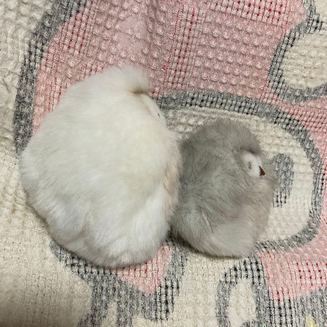 モンスイユ　モニカ＆パプス＆ルイーズ2こ　中古品