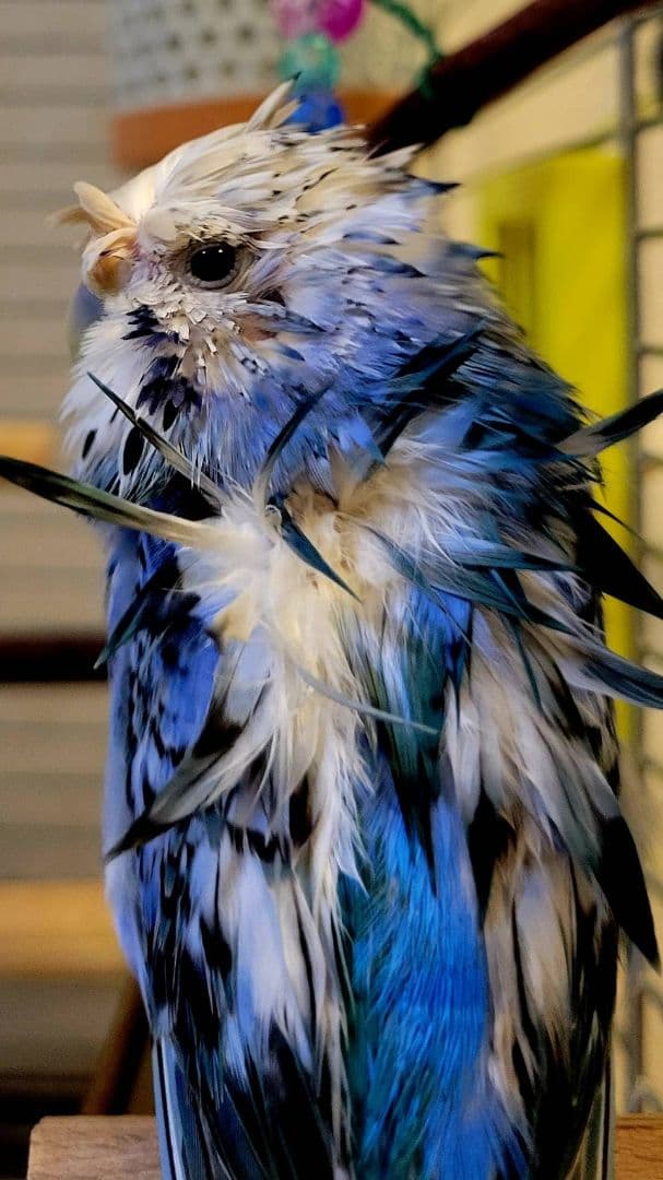 かわいいアクアちゃん