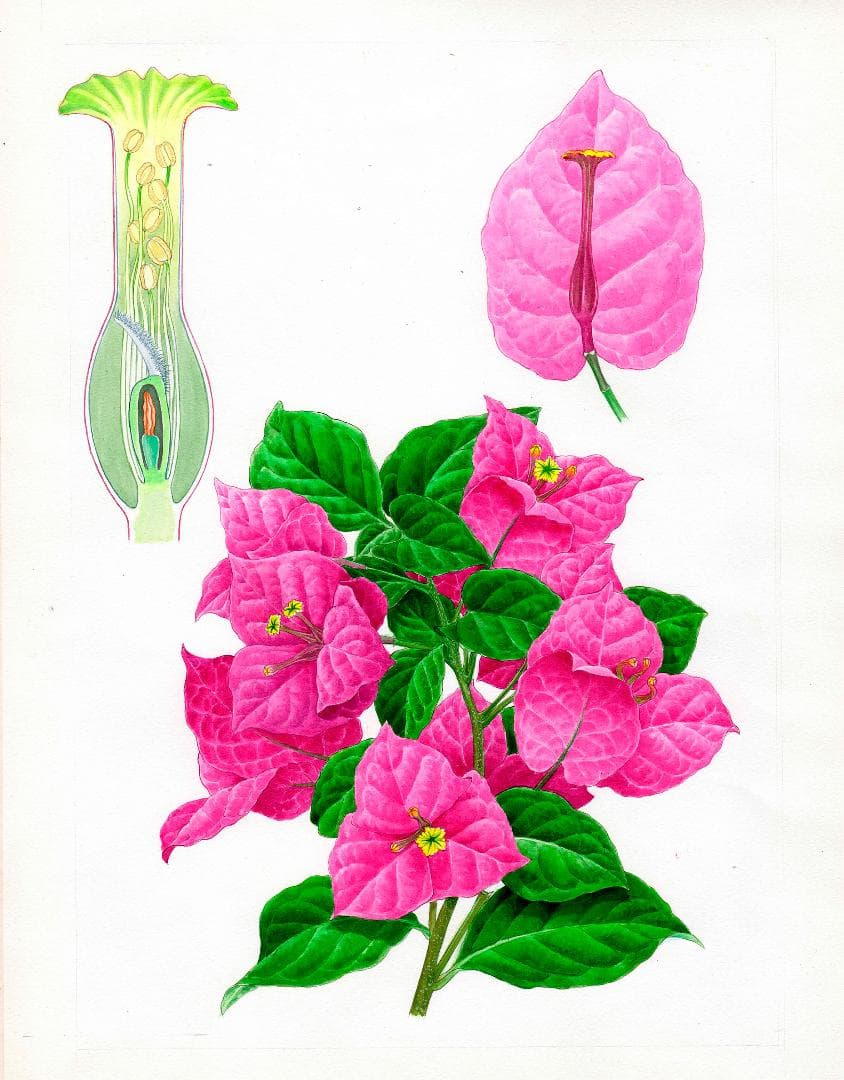 【絵画】ボタニカルアート「ブーゲンビレア」　原画