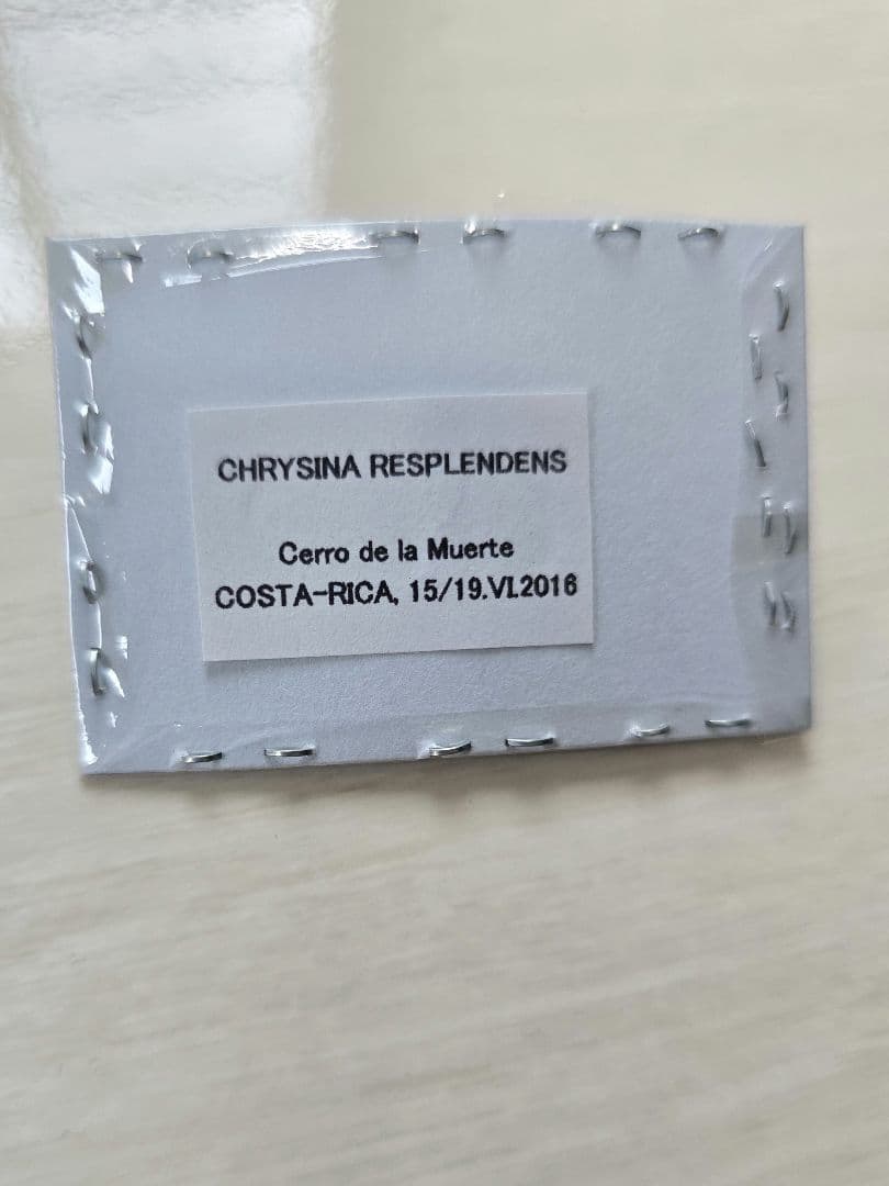 プラチナコガネ８頭ドイツ箱セット