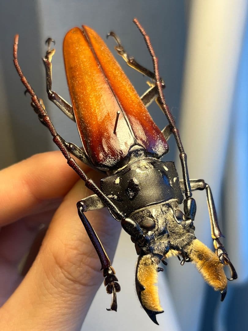 【85mm】アラゲオオウスバカミキリ 甲虫昆虫標本タランチュラムカデサソリ