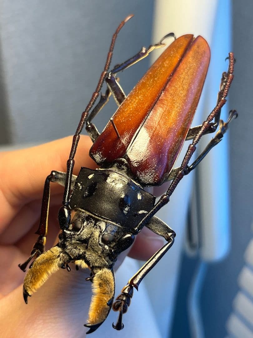 【85mm】アラゲオオウスバカミキリ 甲虫昆虫標本タランチュラムカデサソリ