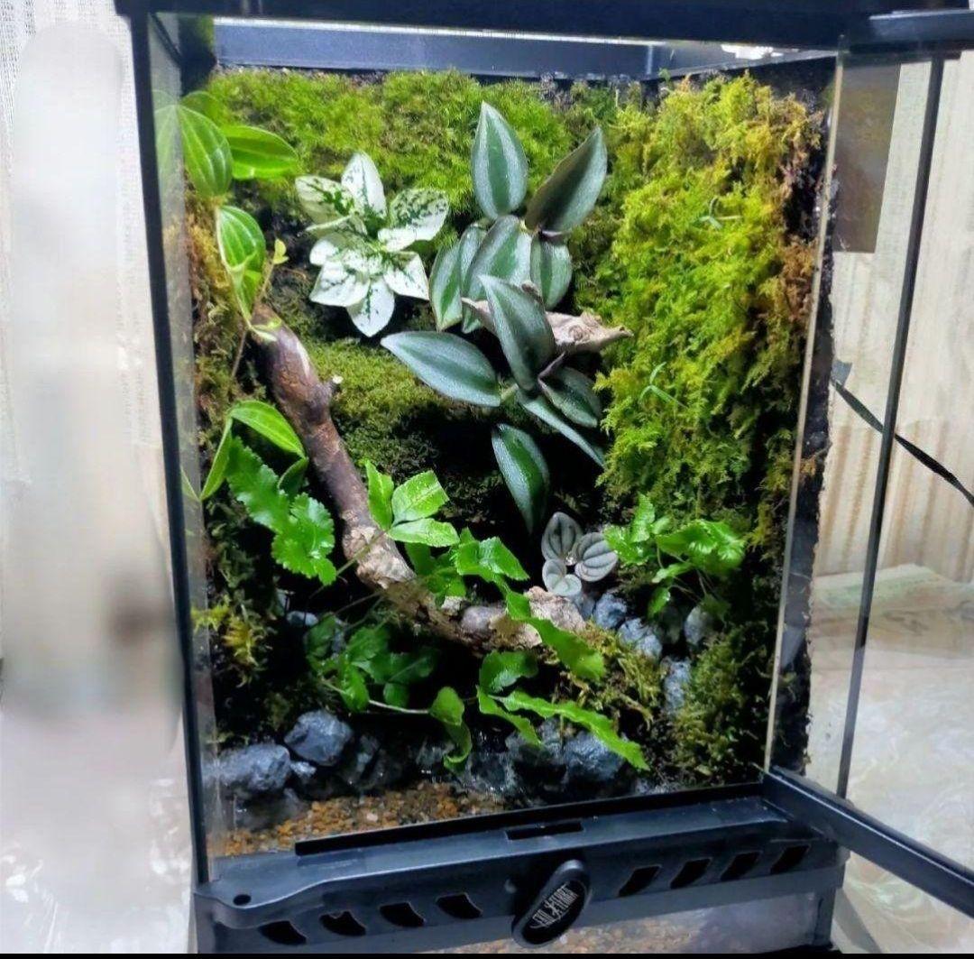 隠れ家付き、苔テラリウム飼育ケージ、グラステラリウムナノ